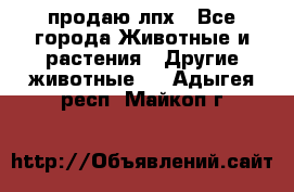продаю лпх - Все города Животные и растения » Другие животные   . Адыгея респ.,Майкоп г.